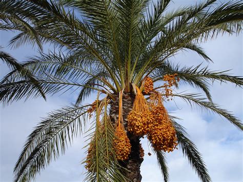 식물이야기 대추야자 의 다른 이름 2000년 지난 씨앗 - palm 뜻